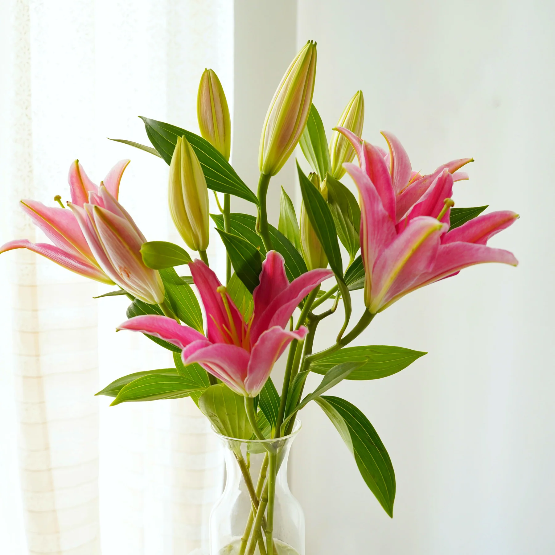 5 Stems - Oriental Pink Lilies