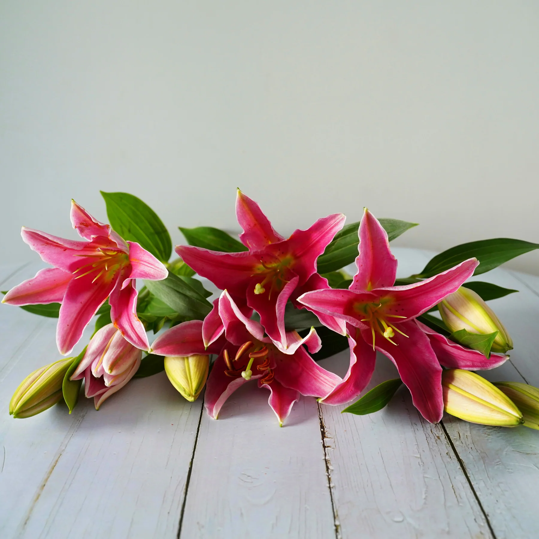 5 Stems - Oriental Pink Lilies