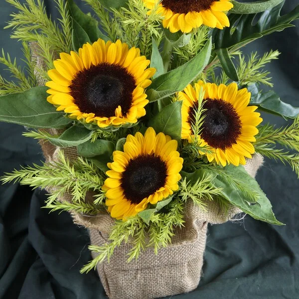Blissful Sunflowers