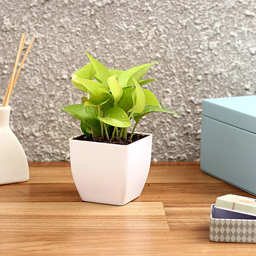 Golden Money Plant in White Imported Plastic Pot