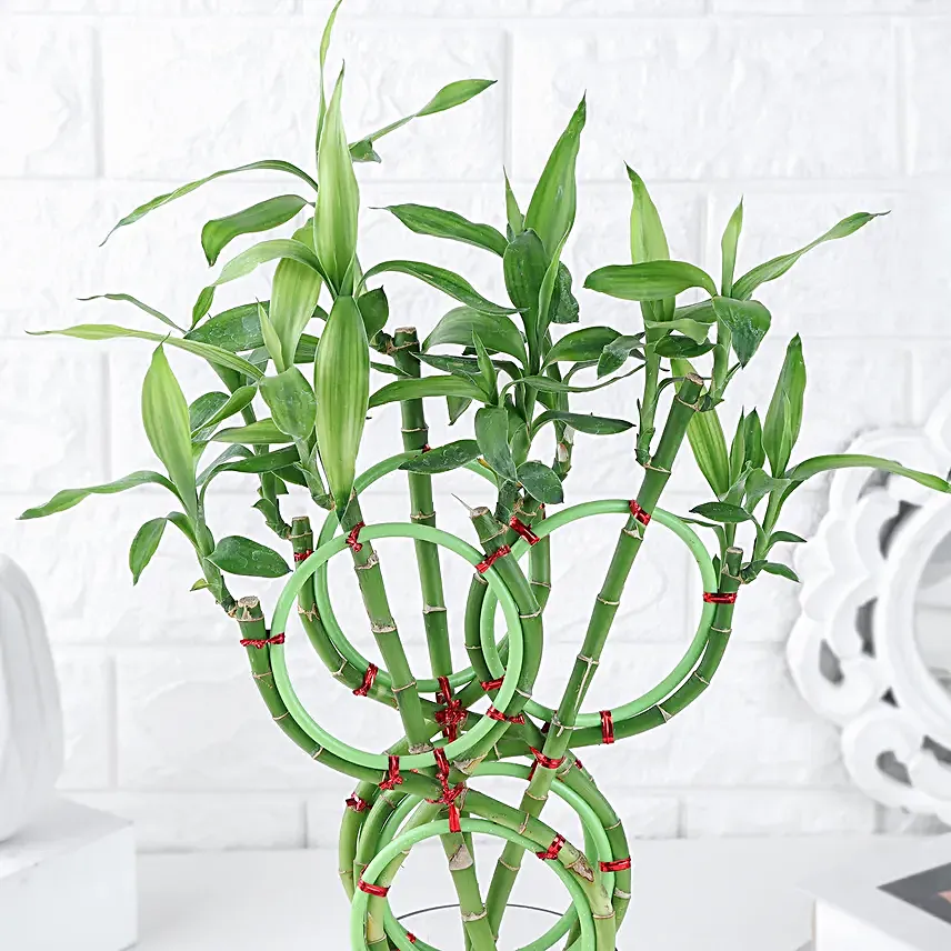 Infinite Blessings Bamboo Gift