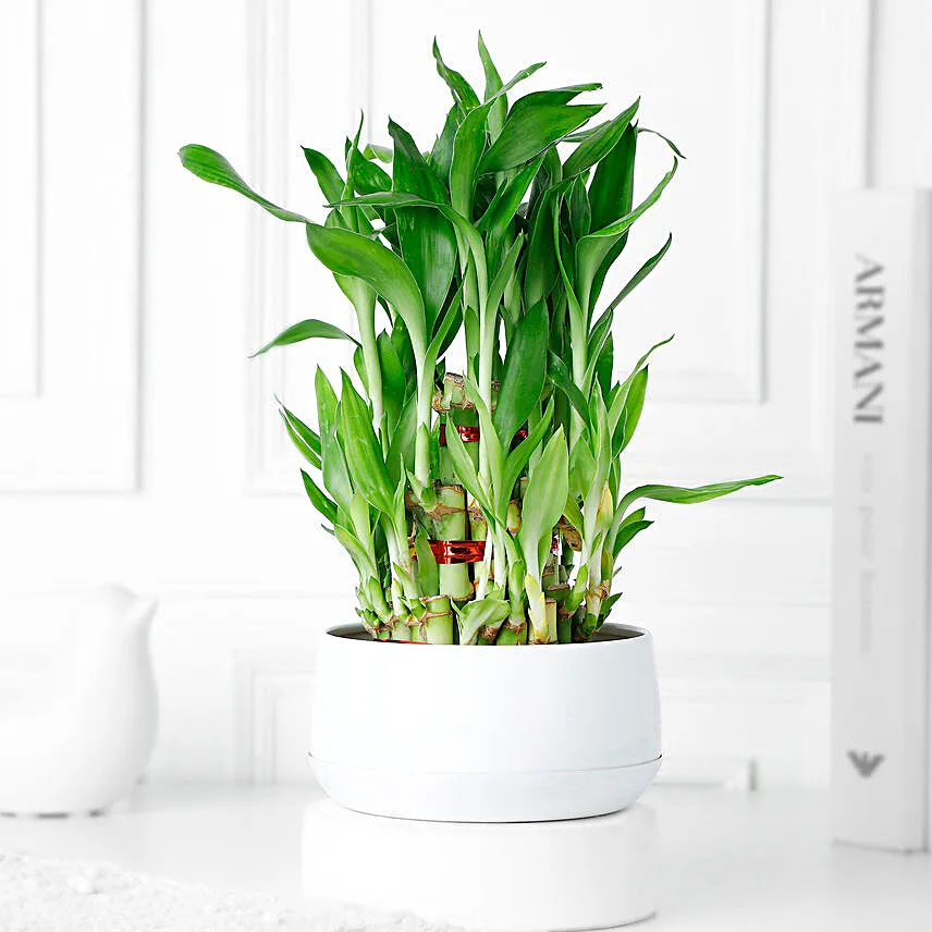 Triple Layer Bamboo Plant