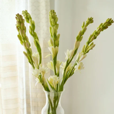 Tuberose - 10 Stems