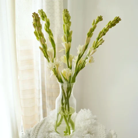 Tuberose - 5 Stems